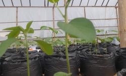 Direktur Eksekutif EWRC Indonesia, Dwi Suci Lestariana : Kiat Tepat Menanam Kedelai Hitam Agar Panen Melimpah!