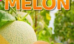 ARIYA KONSULTAN : Parafrase Memakai Quillbot: Sungguh Keren dan Mudah!