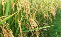 Pertanian Organik, Kolaborasi di Tahun 2022. inv hanya Rp. 150K