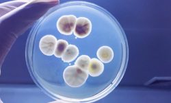 Buku Mikrobiologi Dasar, CS. 081 567 898 354. Investasi Hanya Rp. 150.000,00.