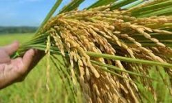 Dwi Suci Lestariana, Wakil Rektor Universitas Boyolali-Dosen Agroteknologi : Daerah Penghasil Padi Terbesar di Tanah Air.